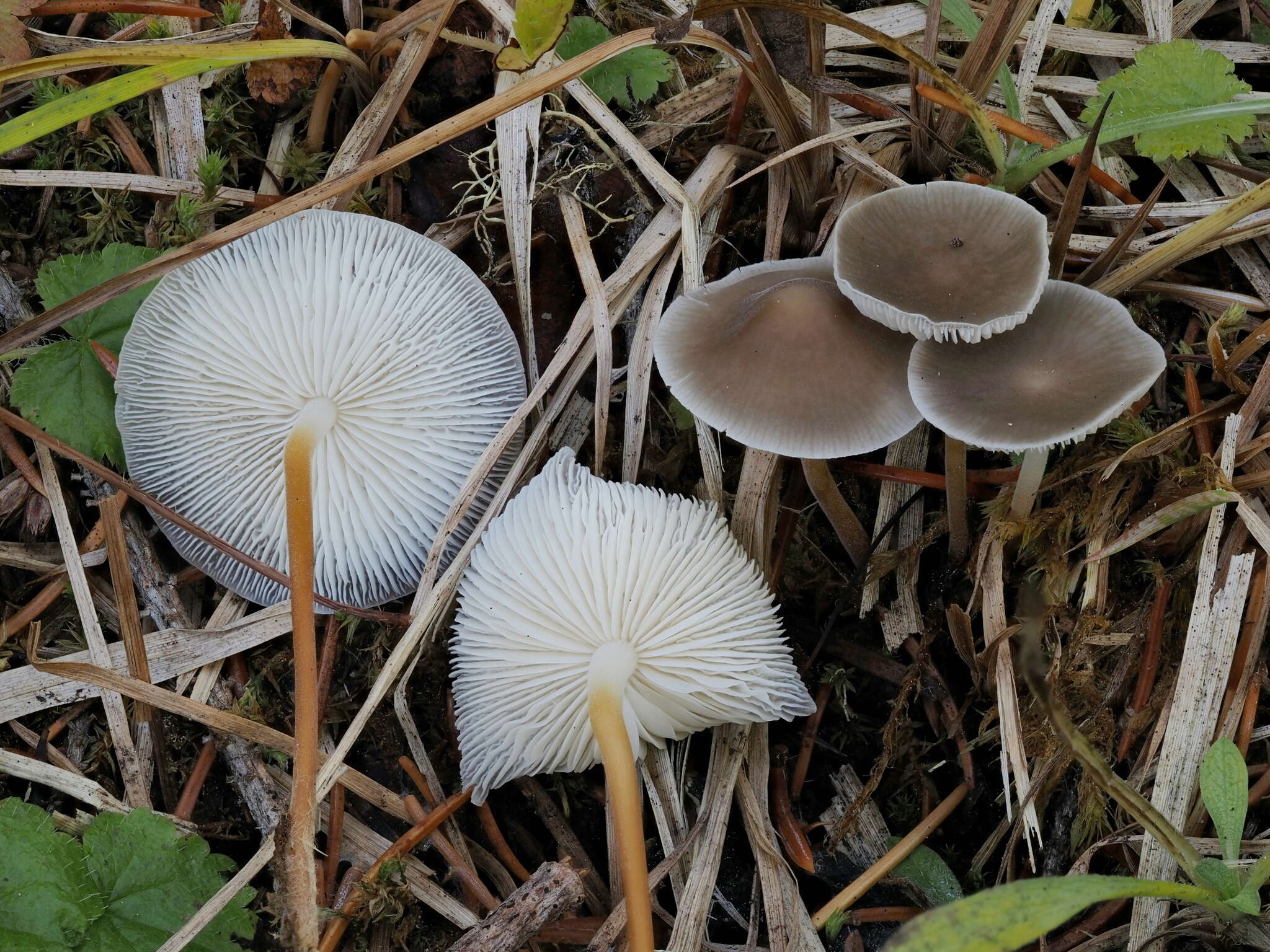 Image of Strobilurus albipilatus (Peck) V. L. Wells & Kempton 1971