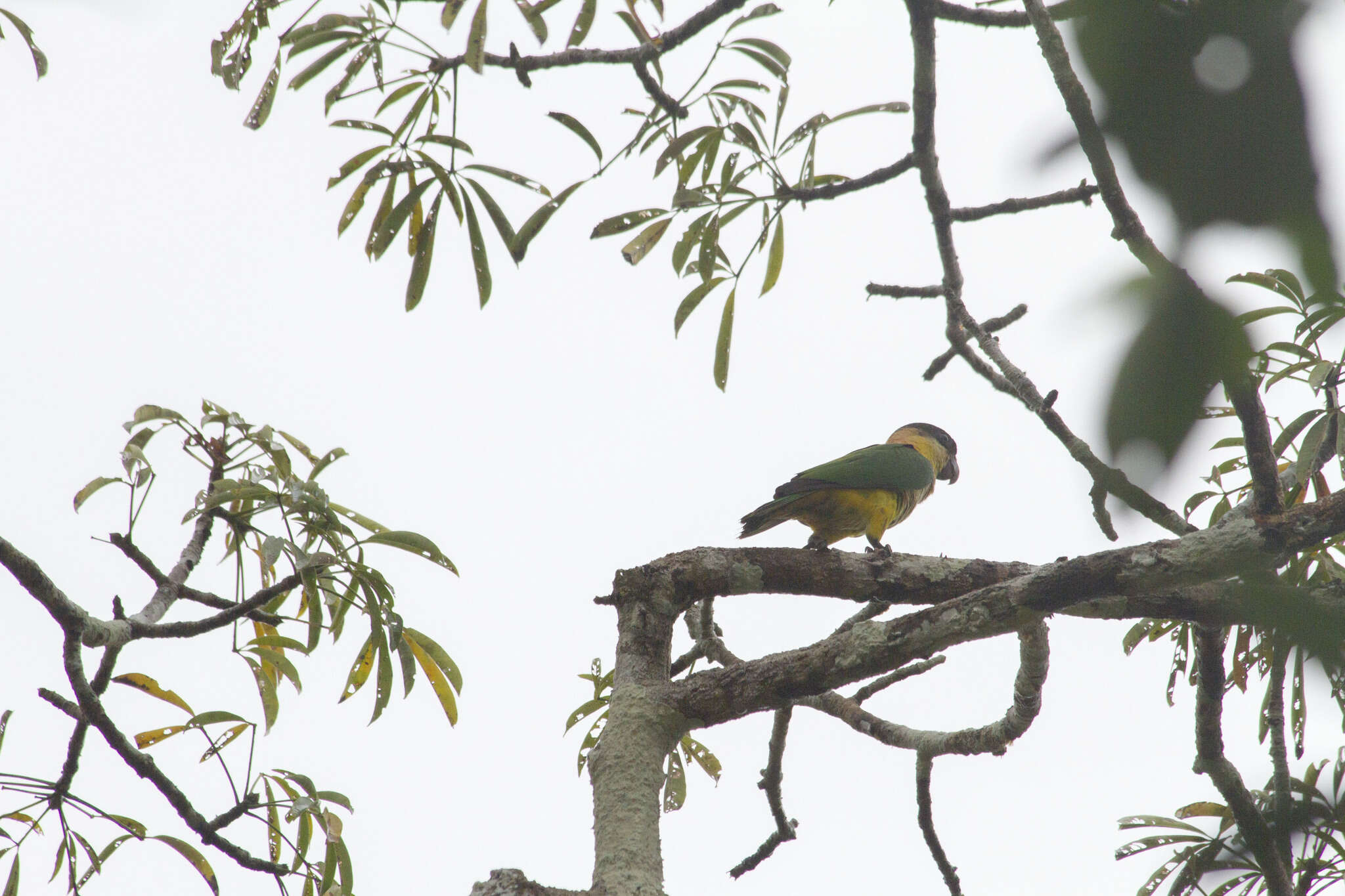 Image of Black-headed Parrot