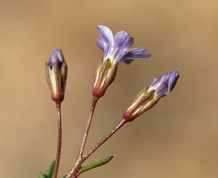 Image of volcanic gilia