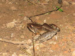 Image of Bolivian White-lipped Frog