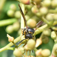 Image of Ancistrocerus unifasciatus (de Saussure 1853)