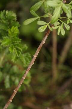 Image of False Parsleytrees