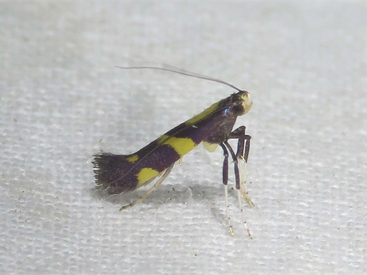 Image of Caloptilia vacciniella (Ely 1915)