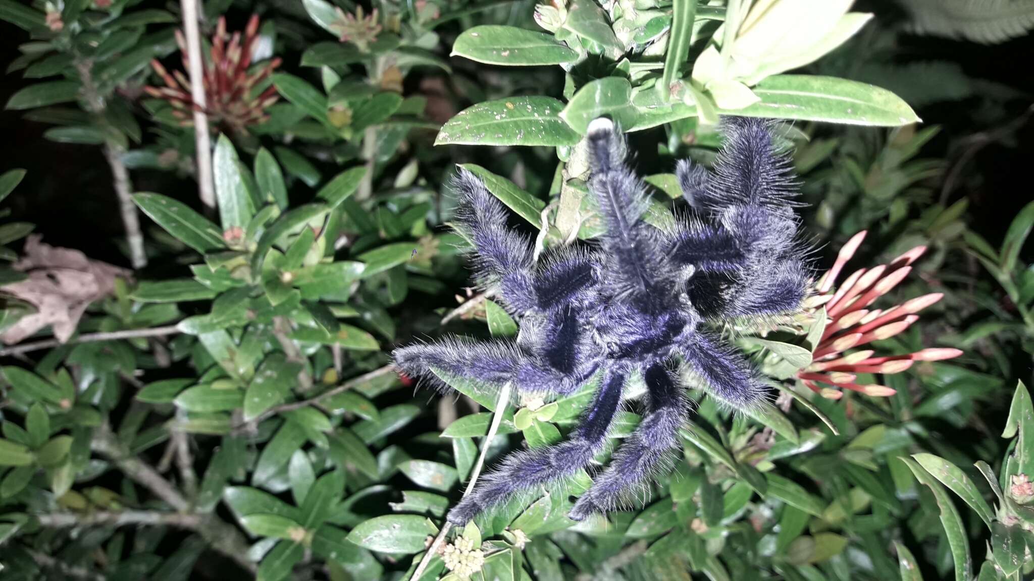 Image of Ecuadorian Purple Tarantula