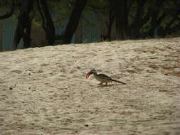 Image of Western Red-billed Hornbill