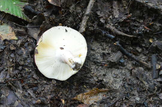 Image of Russula amoenicolor Romagn. 1962