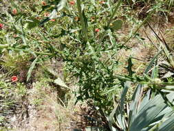 Cirsium engelmannii Rydb.的圖片