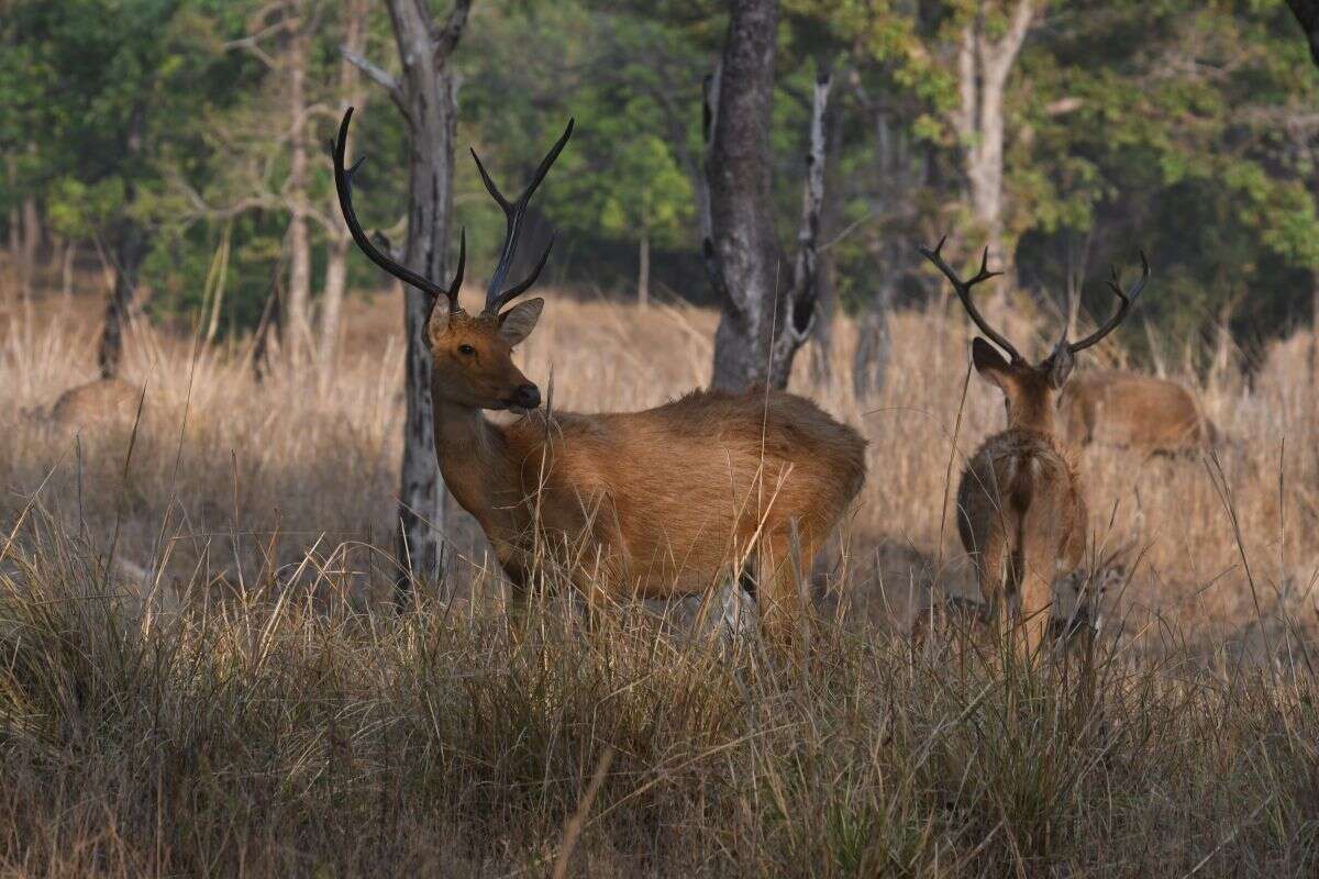 Image of Rucervus duvaucelii branderi Pocock 1943