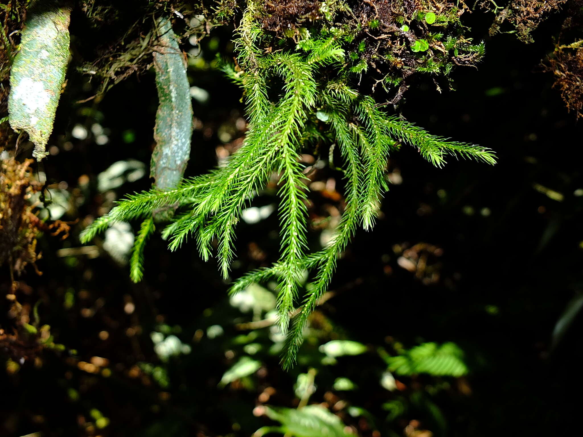 Image of Puerto Rico clubmoss