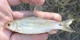 Image of Dashtail Barb