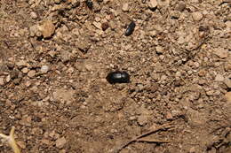 Image of Darkling beetle