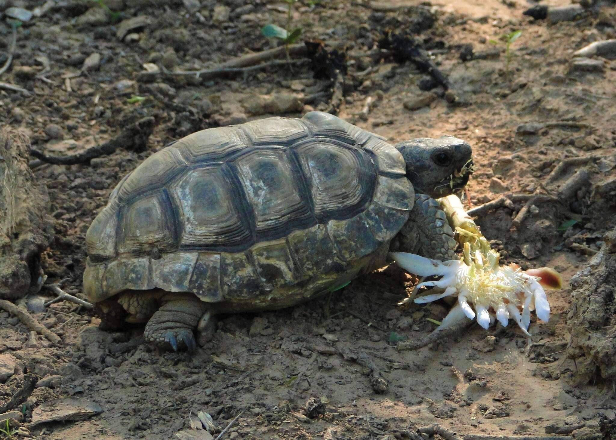 Слика од Chelonoidis chilensis (Gray 1870)