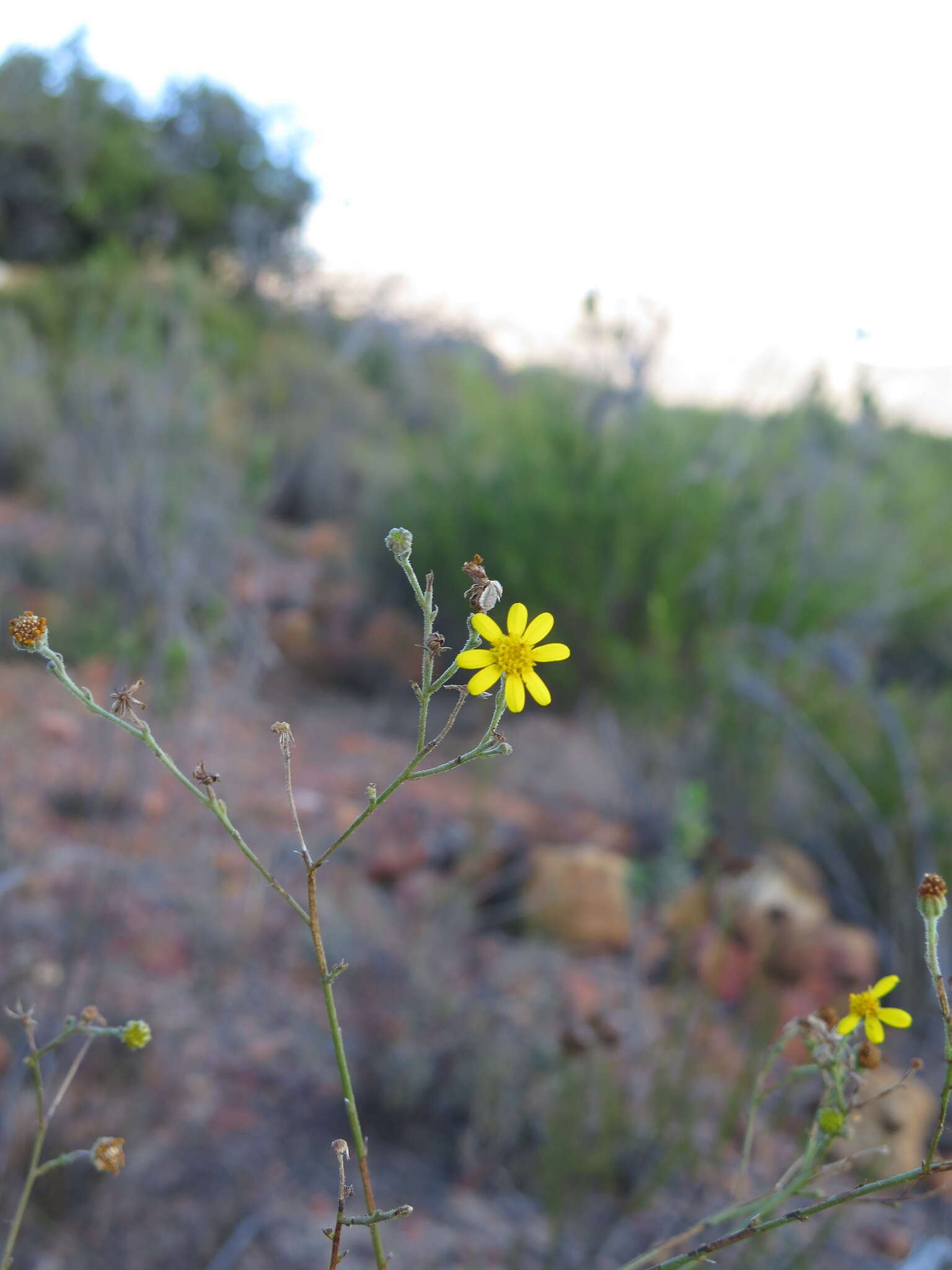 Image of Osteospermum bolusii (Compton) T. Norl.