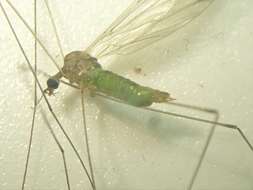 Image of Dicranomyia (Dicranomyia) chorea (Meigen 1818)