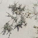Image of Silene succulenta subsp. corsica (DC.) Nym.