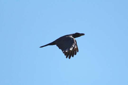 Imagem de Corvus macrorhynchos Wagler 1827