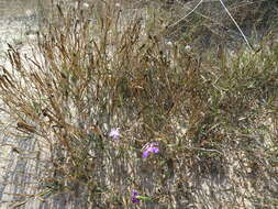 Слика од Dianthus gallicus Pers.