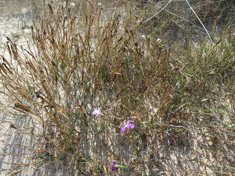 Слика од Dianthus gallicus Pers.