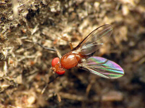 Image of Chymomyza procnemoides Wheeler 1952