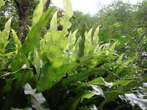 Image of Fortune's Ribbon Fern