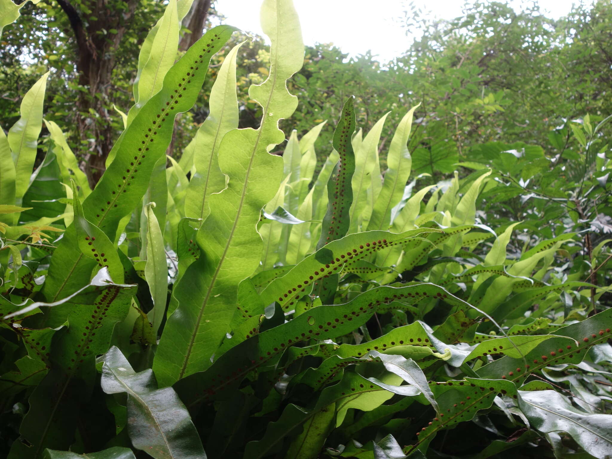 Plancia ëd Neocheiropteris fortunei (T. Moore) Fraser-Jenkins, Pariyar & Kandel