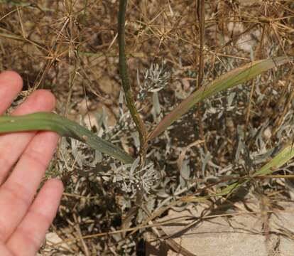 Image of broadleaf wild leek