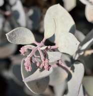 Image of Mallory's manzanita