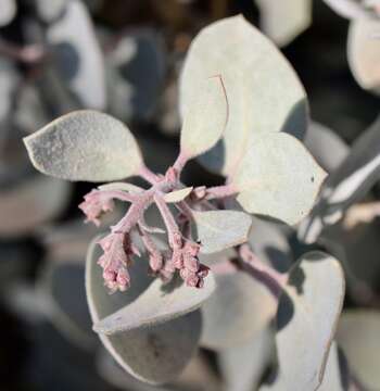 Image of Mallory's manzanita