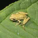 Image of Zapadores robber frog