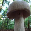 Image of Silvery Ringless Amanita