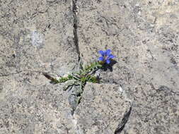 Image of Gentiana septemfida subsp. grossheimii (Doluch.) J. J. Halda