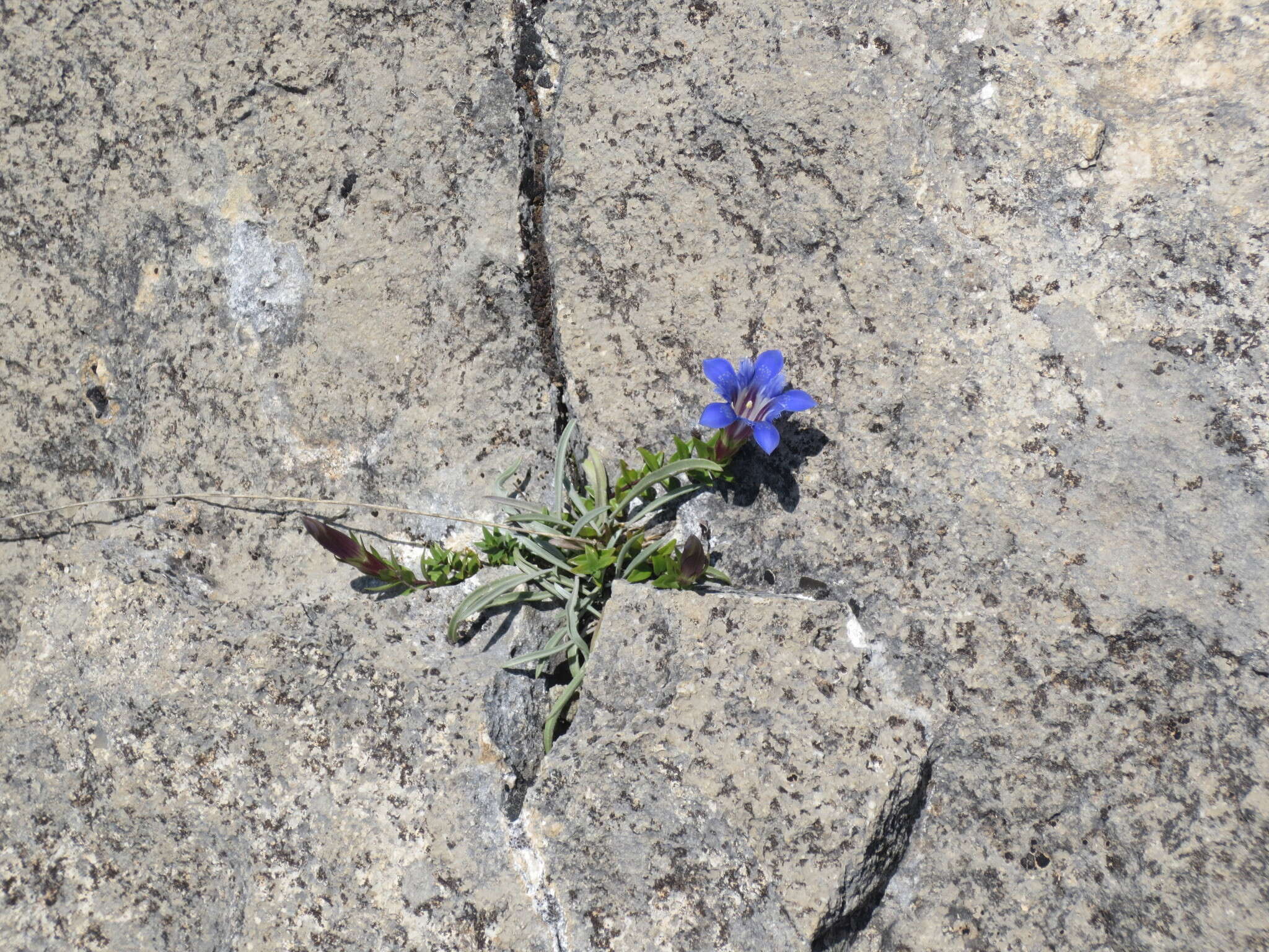 Image of Gentiana septemfida subsp. grossheimii (Doluch.) J. J. Halda