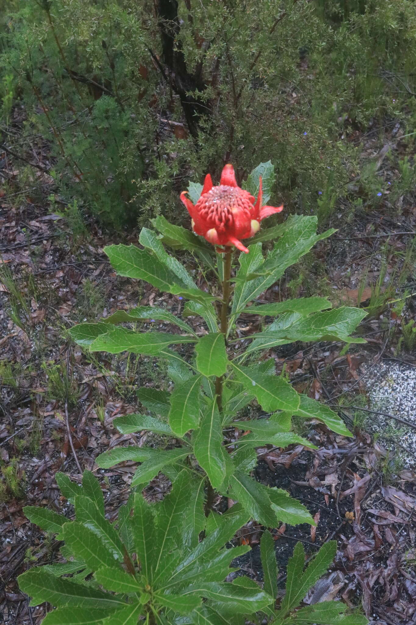 Image of Telopea aspera M. D. Crisp & P. H. Weston