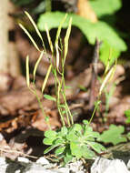 Image of Arabis stellulata Bertol.