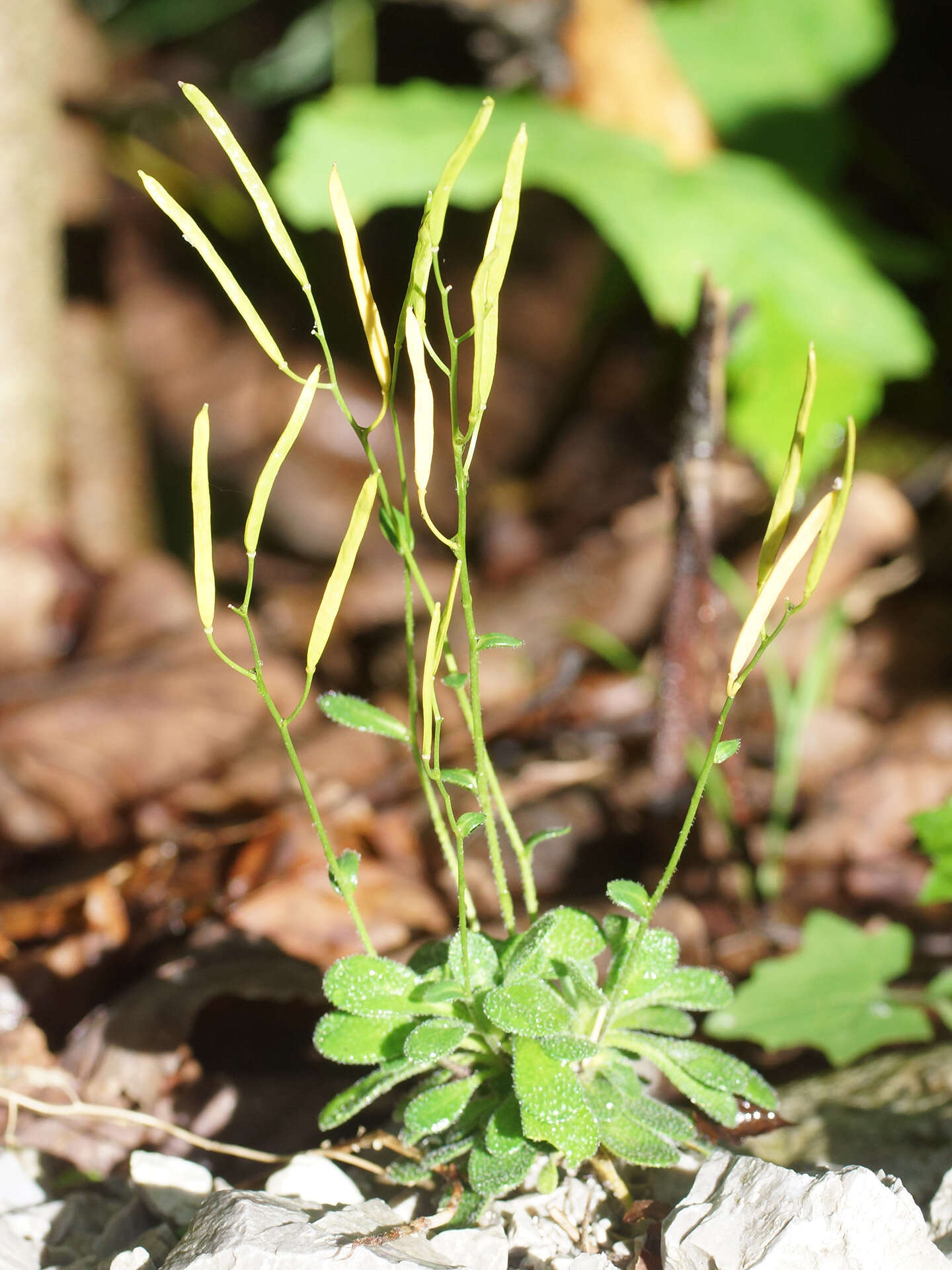 Image of Arabis stellulata Bertol.