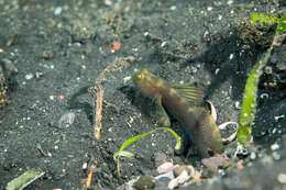 Image of Y-bar shrimp goby