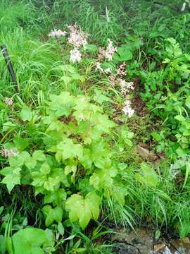 Image of Filipendula glaberrima (Nakai) Nakai