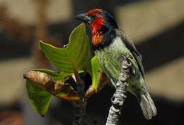 Image of Black-collared Barbet