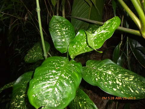 Image of dumbcane