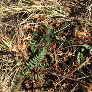 Слика од Potentilla basaltica A. Tiehm & B. Ertter