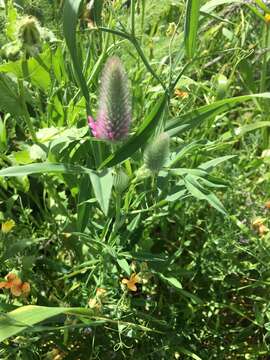 Imagem de Trifolium purpureum Loisel.