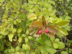 Sivun Ilex mucronata (L.) M. Powell, V. Savolainen & S. Andrews kuva