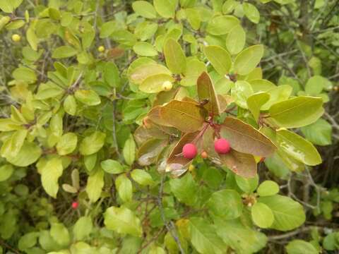 Sivun Ilex mucronata (L.) M. Powell, V. Savolainen & S. Andrews kuva