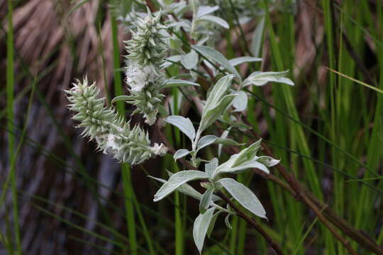 Image of Salix lapponum L.