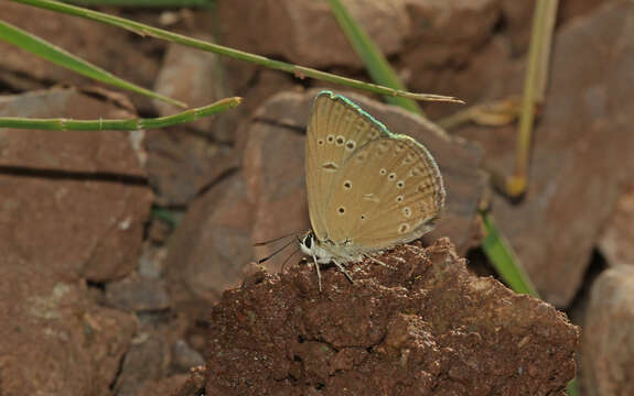 Image of Polyommatus admetus (Esper (1783))