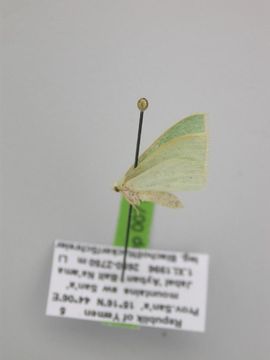 Image of <i>Omphacodes pulchrifimbria</i> Warren 1902