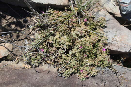 Image of Delosperma adelaidense Lavis