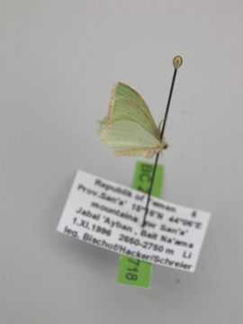 Image of <i>Omphacodes pulchrifimbria</i> Warren 1902
