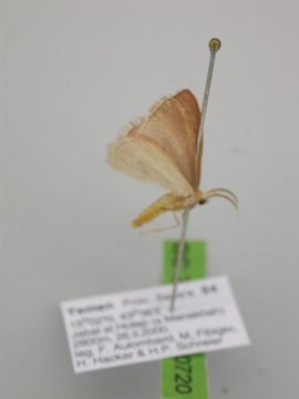 Image of <i>Omphacodes pulchrifimbria</i> Warren 1902