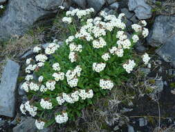 Image of Myosotis angustata Cheeseman